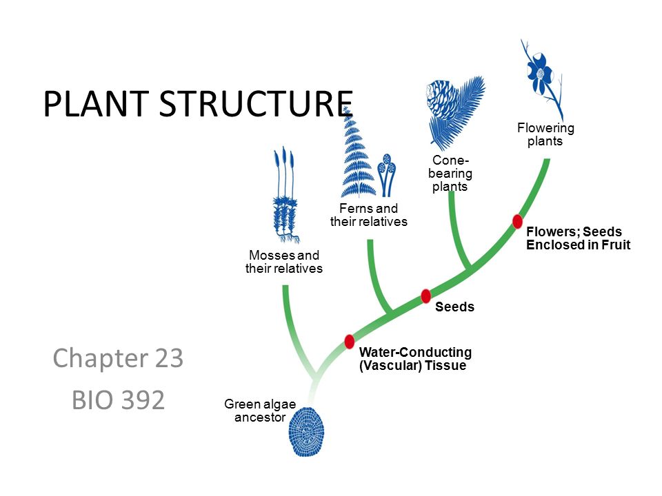 Chapter 23 BIO 392 Flowering plants Cone- bearing plants Ferns and their relatives Mosses and their relatives Green algae ancestor Flowers; Seeds Enclosed in Fruit Seeds Water-Conducting (Vascular) Tissue PLANT STRUCTURE