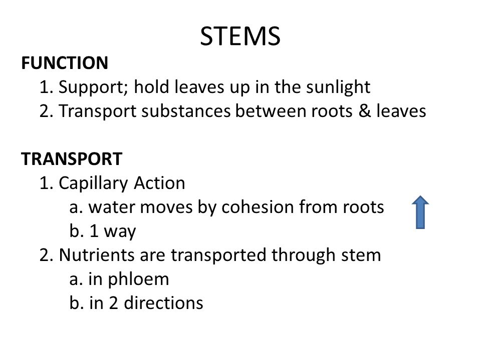 STEMS FUNCTION 1. Support; hold leaves up in the sunlight 2.