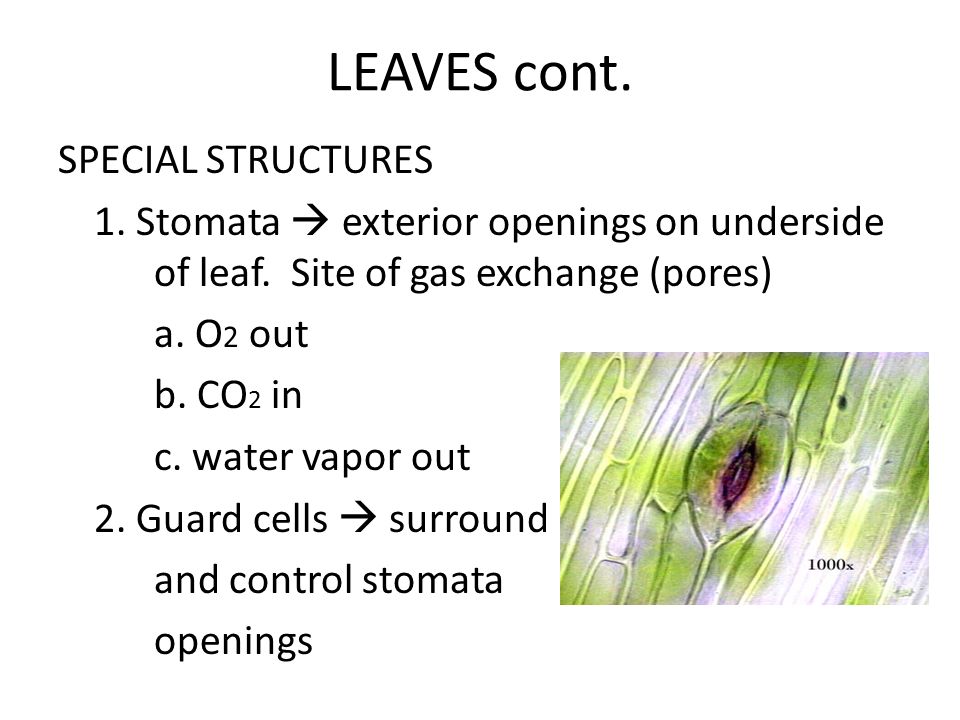 LEAVES cont. SPECIAL STRUCTURES 1. Stomata  exterior openings on underside of leaf.