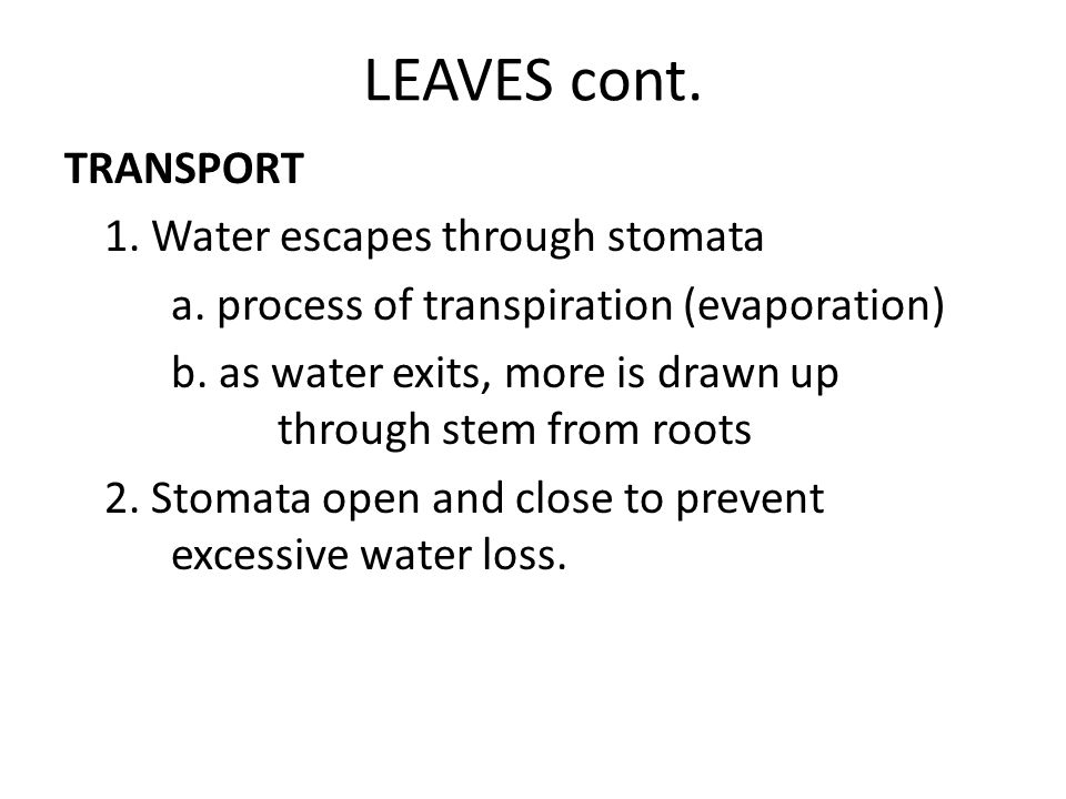 LEAVES cont. TRANSPORT 1. Water escapes through stomata a.