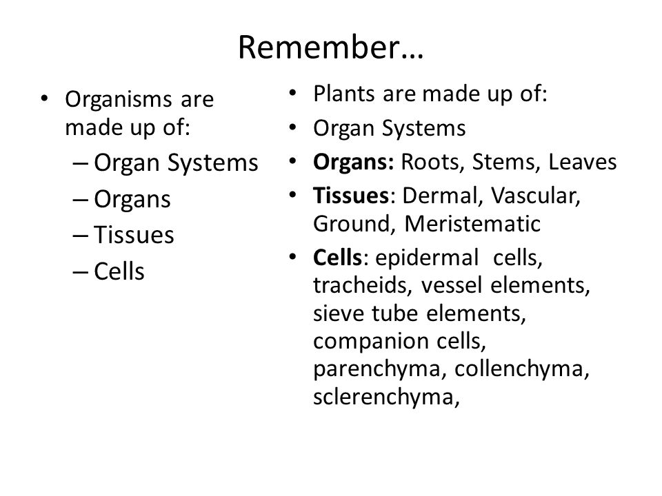 Remember… Organisms are made up of: – Organ Systems – Organs – Tissues – Cells Plants are made up of: Organ Systems Organs: Roots, Stems, Leaves Tissues: Dermal, Vascular, Ground, Meristematic Cells: epidermal cells, tracheids, vessel elements, sieve tube elements, companion cells, parenchyma, collenchyma, sclerenchyma,