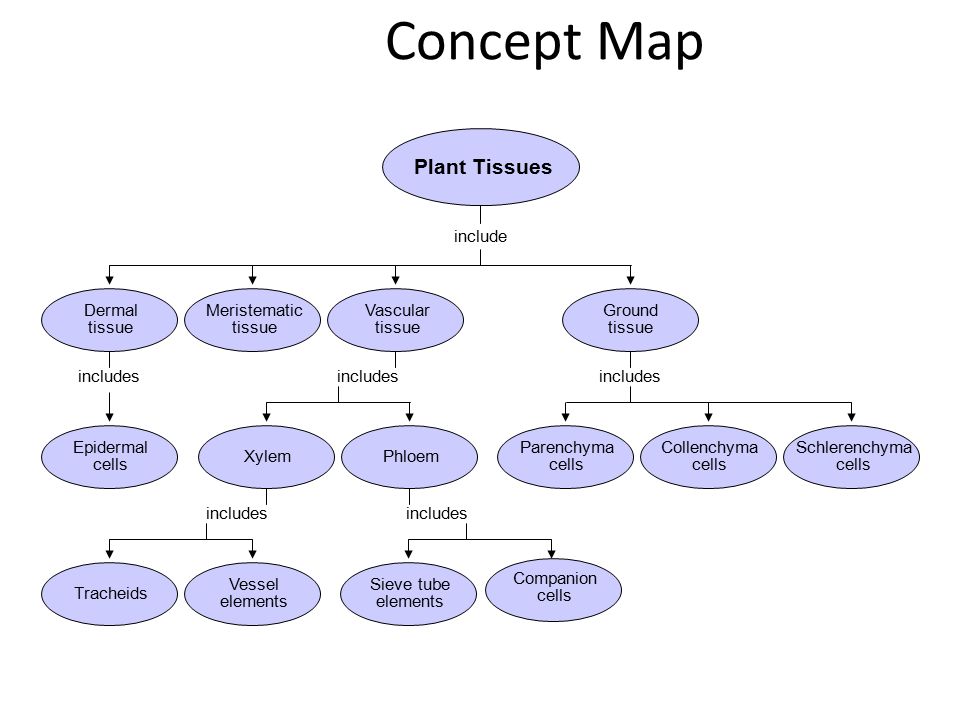 Concept Map include includes Section 23-1 Plant Tissues Dermal tissue Meristematic tissue Vascular tissue Ground tissue Epidermal cells XylemPhloem Parenchyma cells Collenchyma cells Schlerenchyma cells Tracheids Vessel elements Sieve tube elements Companion cells