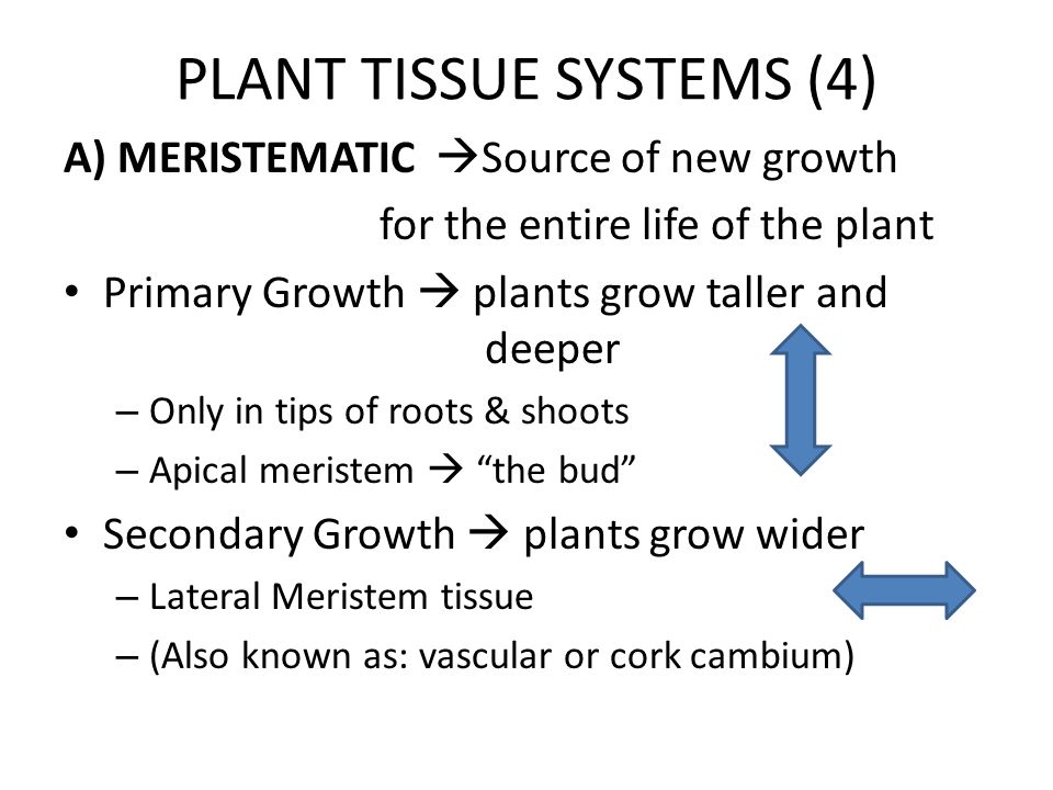 PLANT TISSUE SYSTEMS (4) A) MERISTEMATIC  Source of new growth for the entire life of the plant Primary Growth  plants grow taller and deeper – Only in tips of roots & shoots – Apical meristem  the bud Secondary Growth  plants grow wider – Lateral Meristem tissue – (Also known as: vascular or cork cambium)