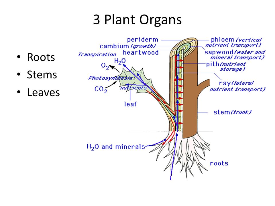 3 Plant Organs Roots Stems Leaves