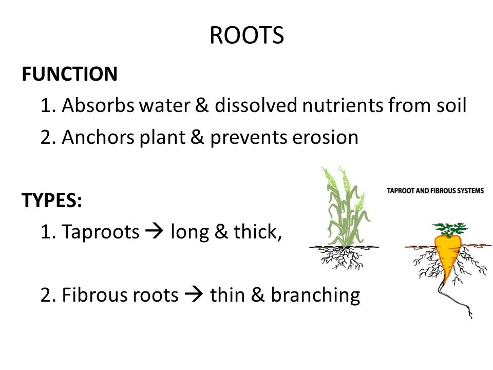 ROOTS FUNCTION 1. Absorbs water & dissolved nutrients from soil 2.