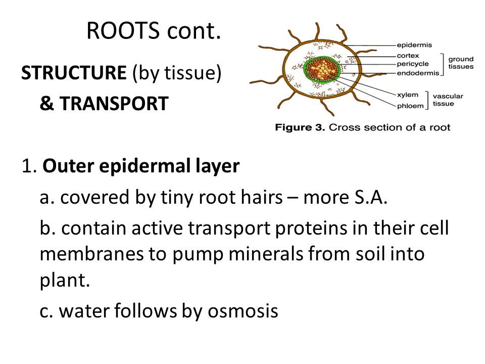 ROOTS cont. STRUCTURE (by tissue) & TRANSPORT 1. Outer epidermal layer a.