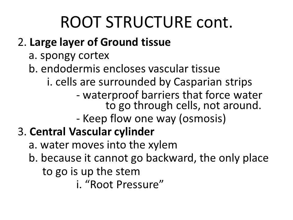 ROOT STRUCTURE cont. 2. Large layer of Ground tissue a.