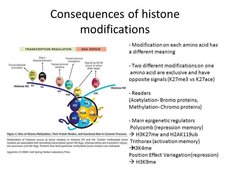 epigenetics histone modification i nucleosome a packaging unit for histone modification
