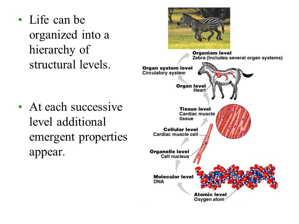 Chapter 2 The Chemical Context Of Life Elements And 3 Life