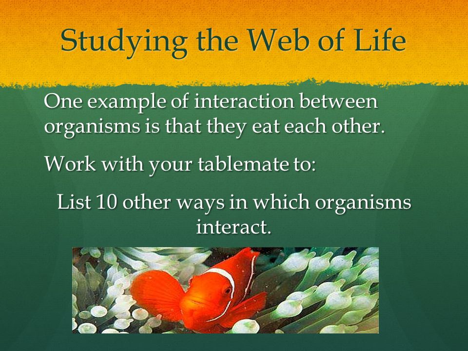 Studying the Web of Life One example of interaction between organisms is that they eat each other.