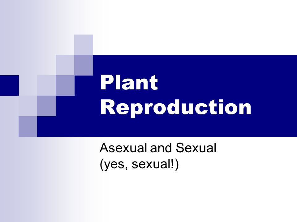 Plant Reproduction Asexual and Sexual (yes, sexual!)