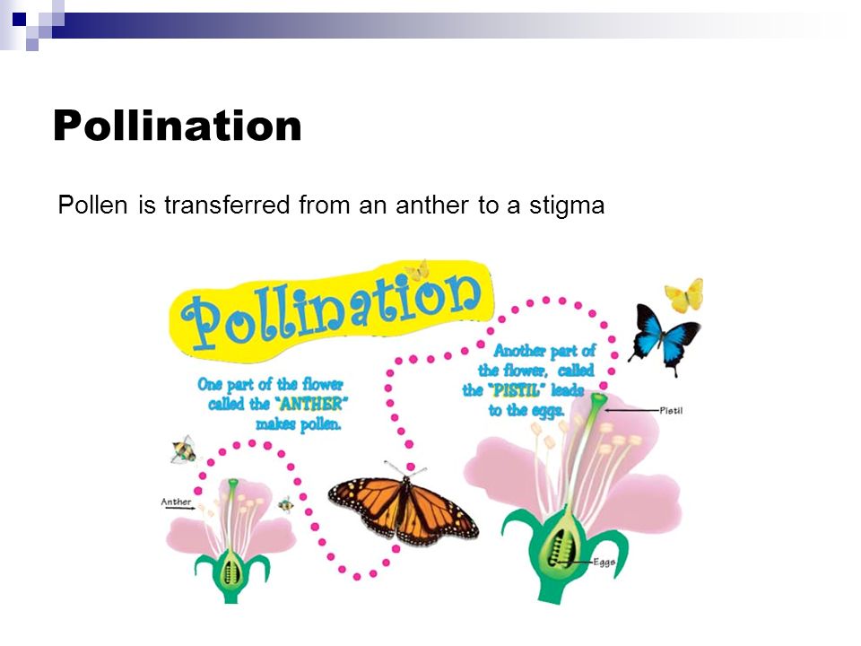 Pollination Pollen is transferred from an anther to a stigma