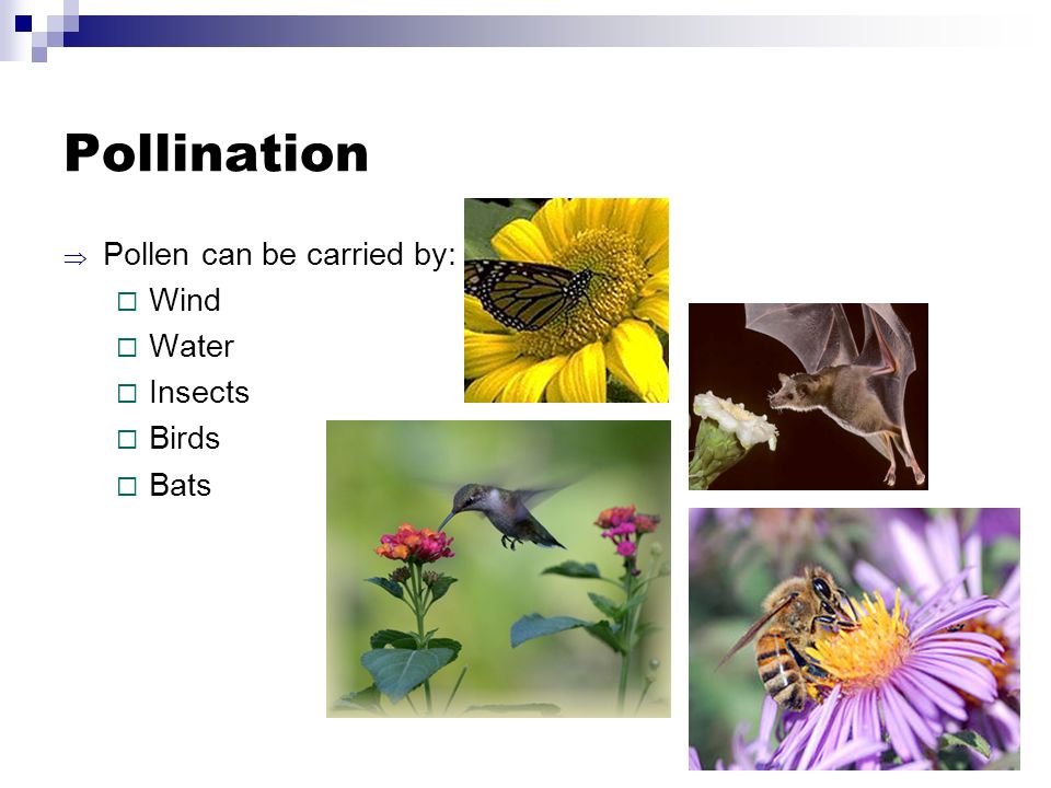 Pollination  Pollen can be carried by:  Wind  Water  Insects  Birds  Bats