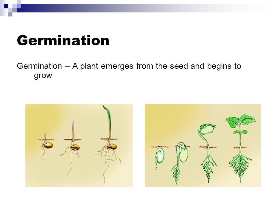 Germination Germination – A plant emerges from the seed and begins to grow