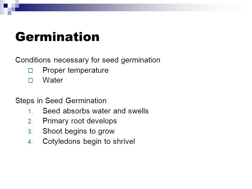 Germination Conditions necessary for seed germination  Proper temperature  Water Steps in Seed Germination 1.