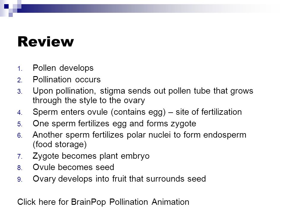Review 1. Pollen develops 2. Pollination occurs 3.