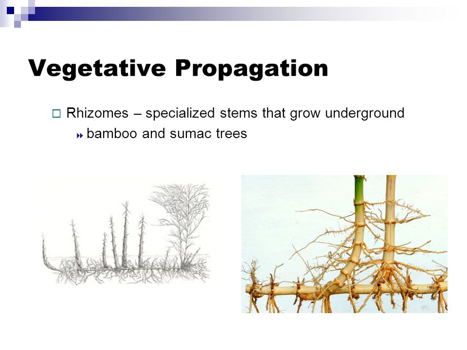 Vegetative Propagation  Rhizomes – specialized stems that grow underground  bamboo and sumac trees