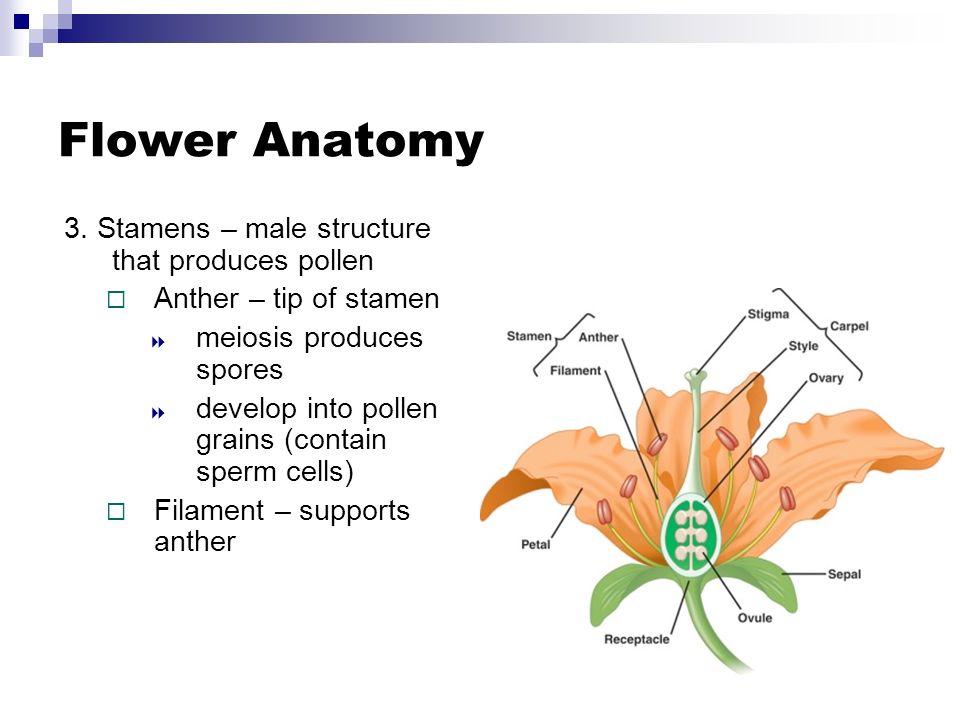 Flower Anatomy 3.