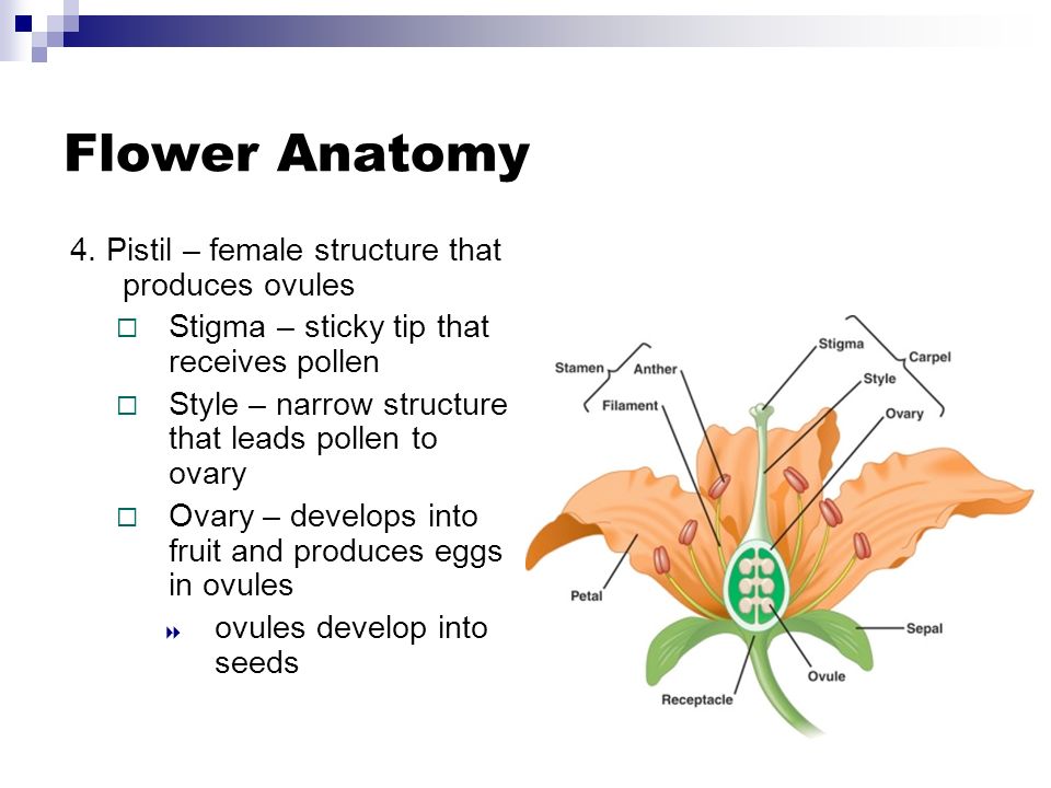 Flower Anatomy 4.
