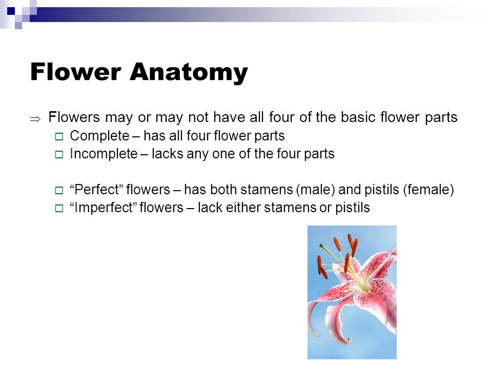 Flower Anatomy  Flowers may or may not have all four of the basic flower parts  Complete – has all four flower parts  Incomplete – lacks any one of the four parts  Perfect flowers – has both stamens (male) and pistils (female)  Imperfect flowers – lack either stamens or pistils