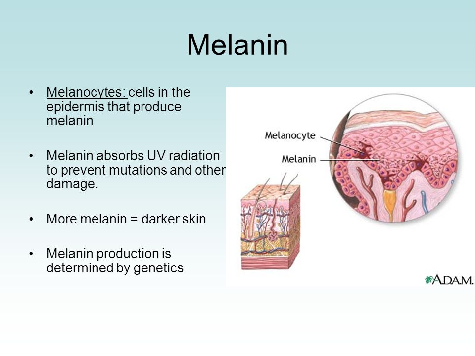 melanin essays Black is the meaning of kam root of chemistry, study of the building blocks of life life is founded upon carbon, the black element present in all living matter black carbon atoms, with other atoms link to form black melanin, which has black-hole properties black holes are found at the center. melanin essays Black is the meaning of kam root of chemistry, study of the building blocks of life life is founded upon carbon, the black element present in all living matter black carbon atoms, with other atoms link to form black melanin, which has black-hole properties black holes are found at the center.