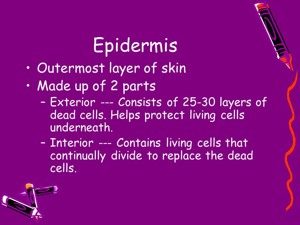 Epidermis Outermost layer of skin Made up of 2 parts –Exterior --- Consists of layers of dead cells.