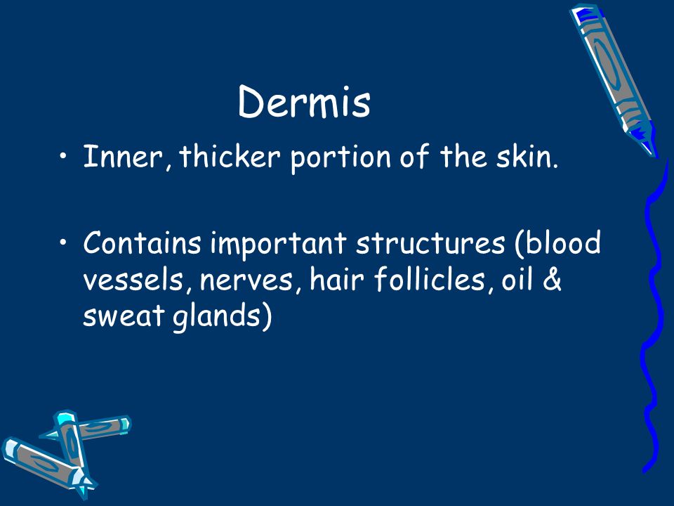 Dermis Inner, thicker portion of the skin.