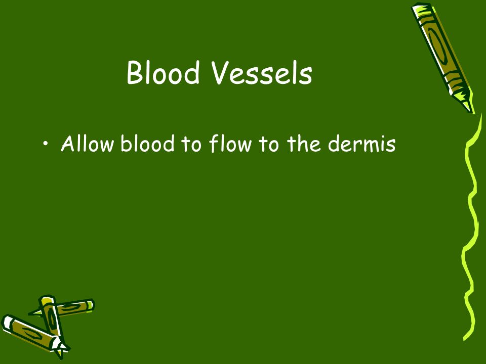 Blood Vessels Allow blood to flow to the dermis