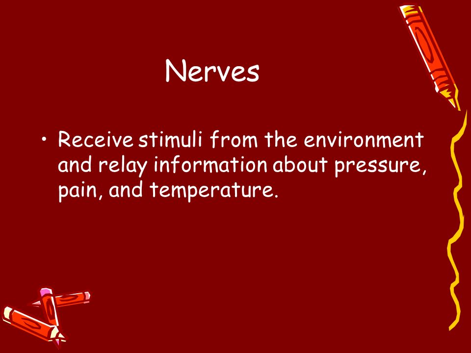 Nerves Receive stimuli from the environment and relay information about pressure, pain, and temperature.