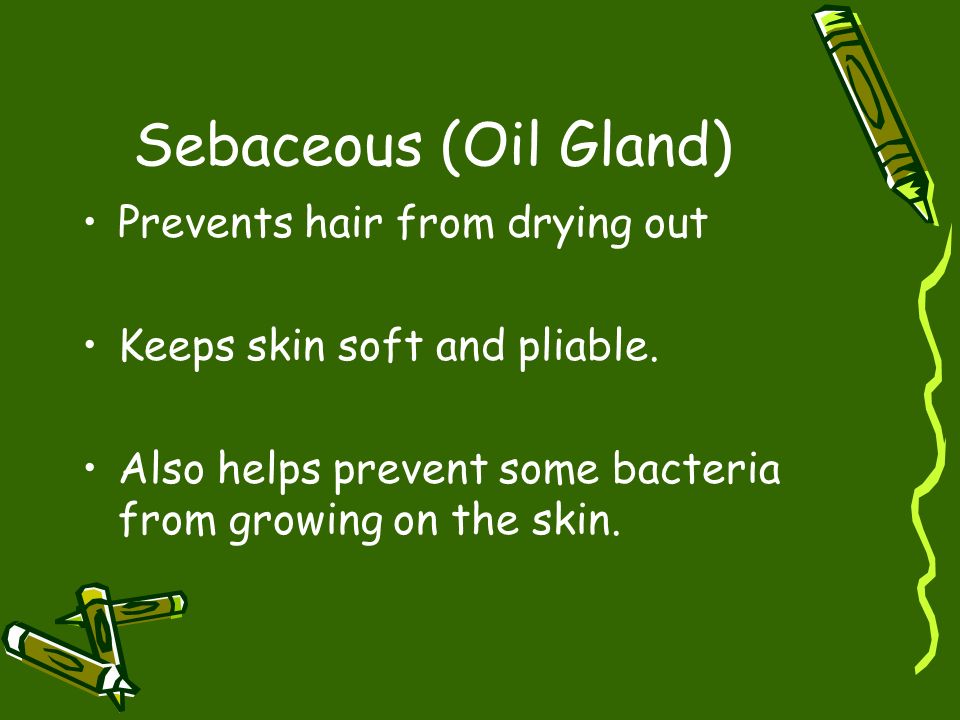 Sebaceous (Oil Gland) Prevents hair from drying out Keeps skin soft and pliable.