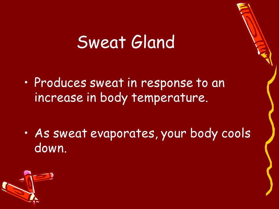 Sweat Gland Produces sweat in response to an increase in body temperature.