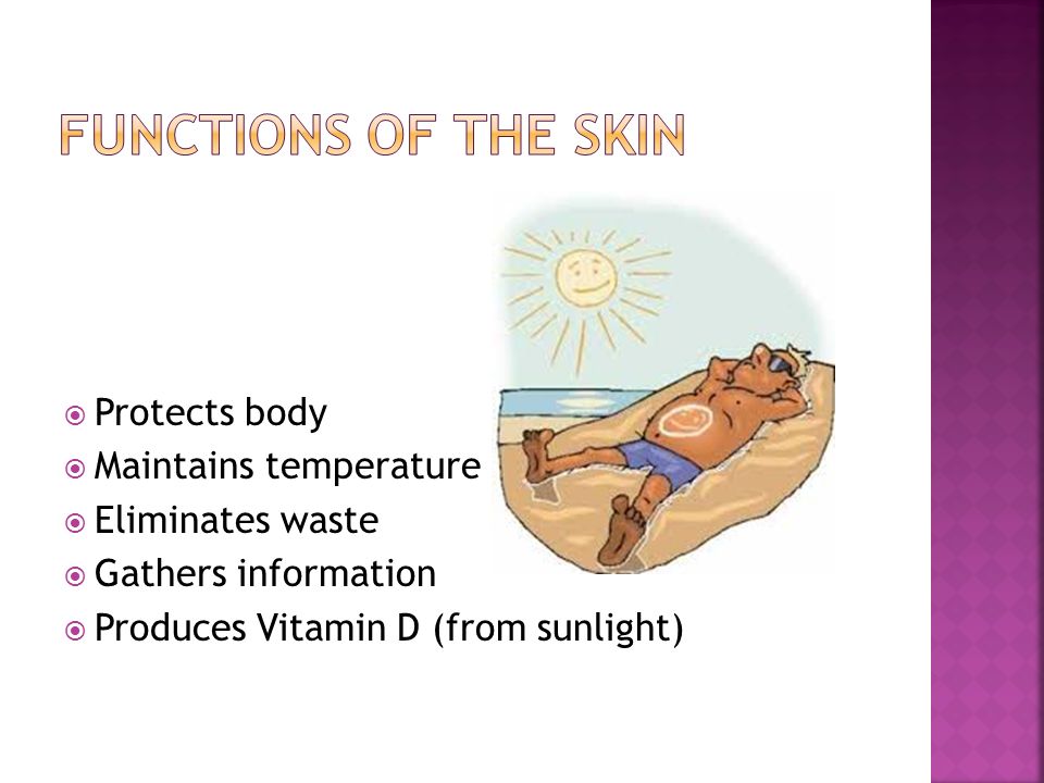  Protects body  Maintains temperature  Eliminates waste  Gathers information  Produces Vitamin D (from sunlight)