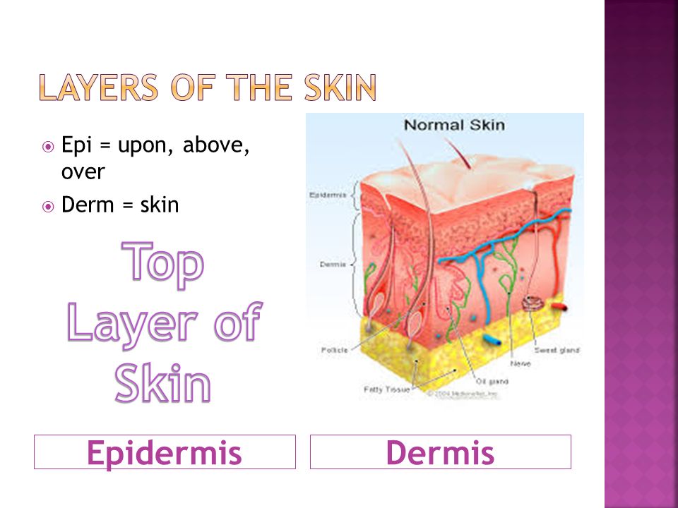 EpidermisDermis  Epi = upon, above, over  Derm = skin