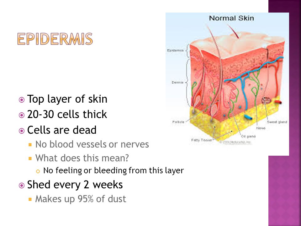  Top layer of skin  cells thick  Cells are dead  No blood vessels or nerves  What does this mean.