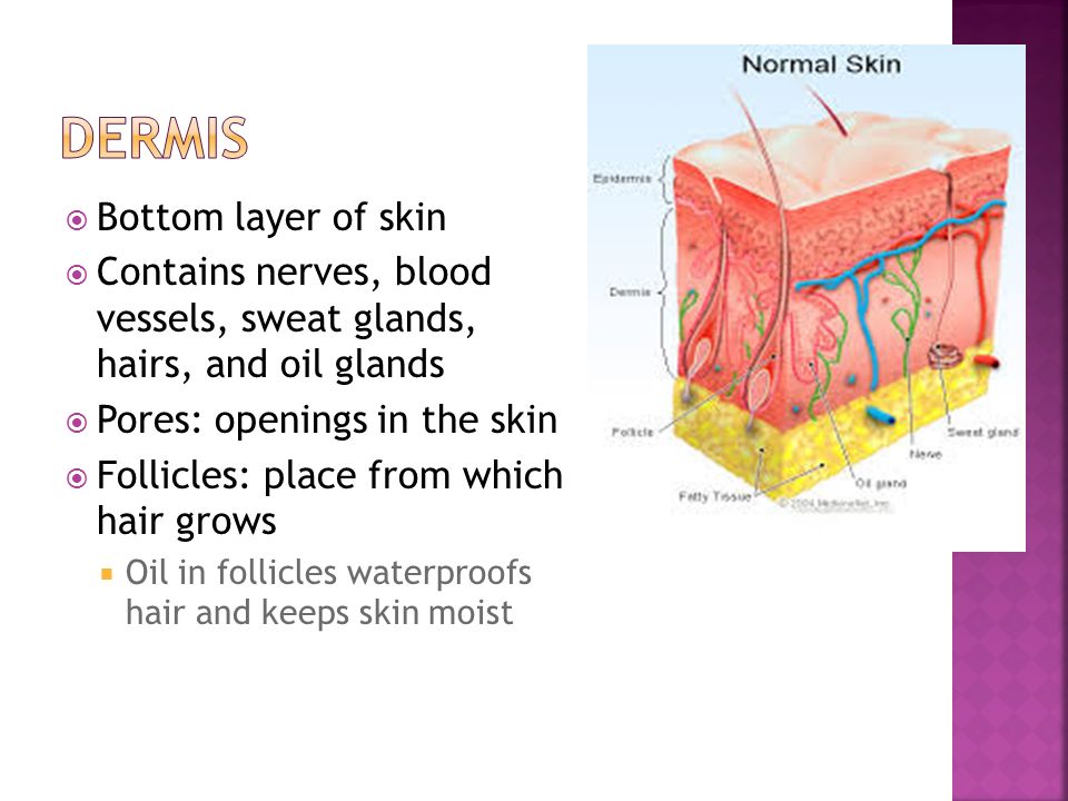  Bottom layer of skin  Contains nerves, blood vessels, sweat glands, hairs, and oil glands  Pores: openings in the skin  Follicles: place from which hair grows  Oil in follicles waterproofs hair and keeps skin moist