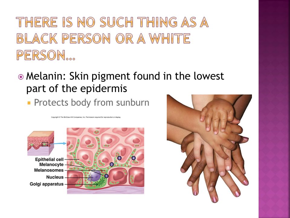  Melanin: Skin pigment found in the lowest part of the epidermis  Protects body from sunburn