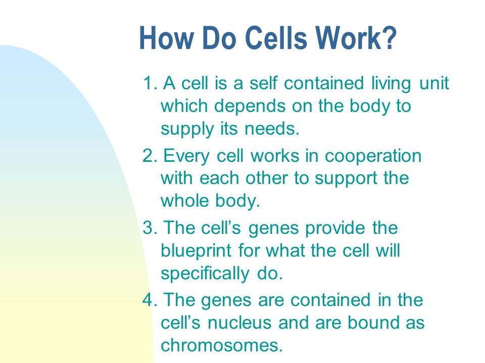 body systems everything i do i do it for you cells tissues organs how do cells form