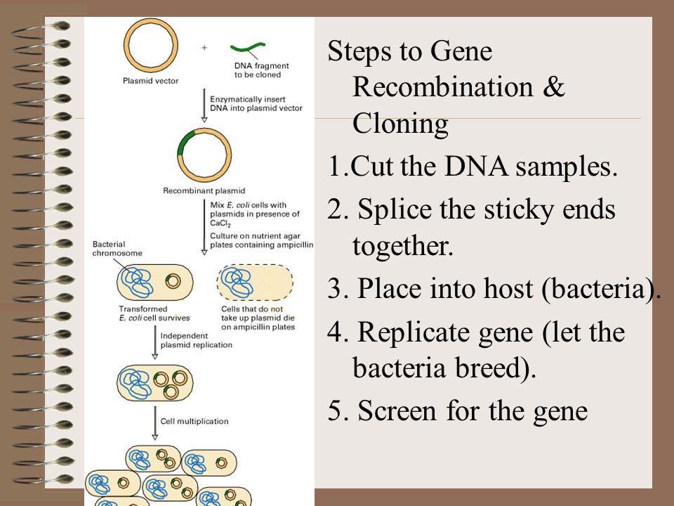 Steps to Gene Recombination & Cloning 1.Cut the DNA samples.