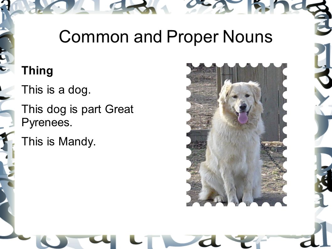 Worksheet Is A Dog A Person Place Or Thing grammar boot camp nouns noun a is person place thing or 10 common and proper this dog part great pyrenees mandy