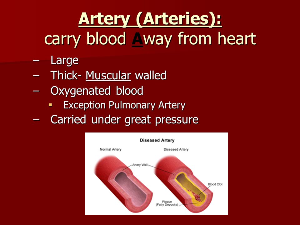 Artery (Arteries): carry blood way from heart Artery (Arteries): carry blood Away from heart –Large –Thick- Muscular walled –Oxygenated blood  Exception Pulmonary Artery –Carried under great pressure