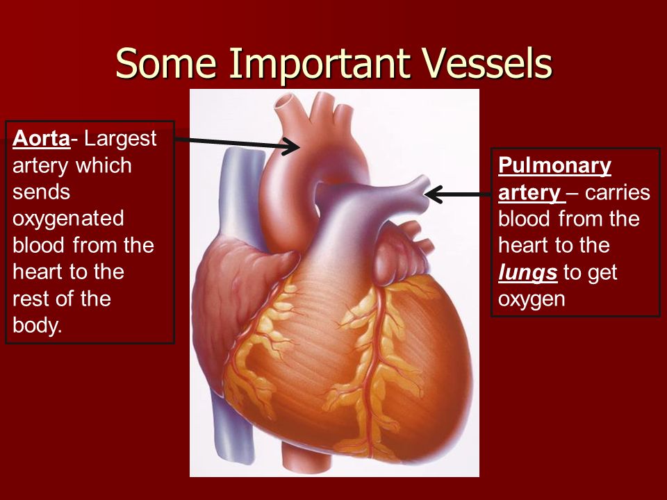 Some Important Vessels Aorta- Largest artery which sends oxygenated blood from the heart to the rest of the body.