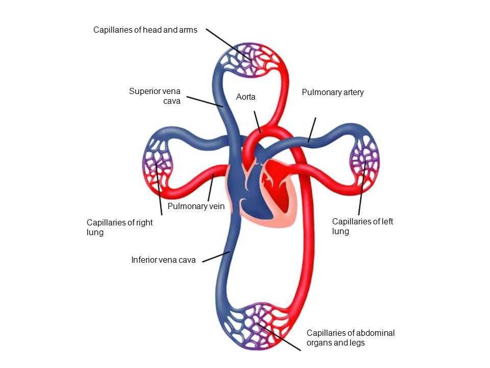 Capillaries of head and arms Capillaries of abdominal organs and legs Inferior vena cava Pulmonary vein Capillaries of right lung Superior vena cava Aorta Pulmonary artery Capillaries of left lung