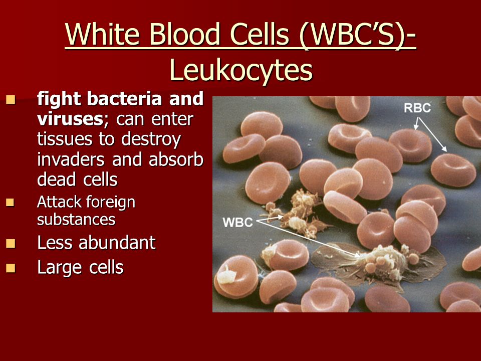 White Blood Cells (WBC’S)- Leukocytes fight bacteria and viruses; can enter tissues to destroy invaders and absorb dead cells fight bacteria and viruses; can enter tissues to destroy invaders and absorb dead cells Attack foreign substances Attack foreign substances Less abundant Less abundant Large cells Large cells
