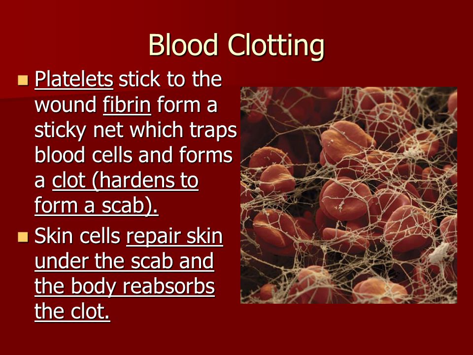 Blood Clotting Platelets stick to the wound fibrin form a sticky net which traps blood cells and forms a clot (hardens to form a scab).