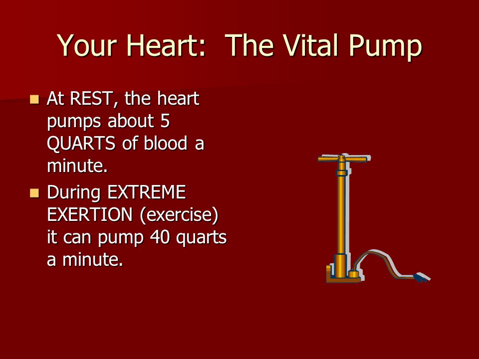 Your Heart: The Vital Pump At REST, the heart pumps about 5 QUARTS of blood a minute.