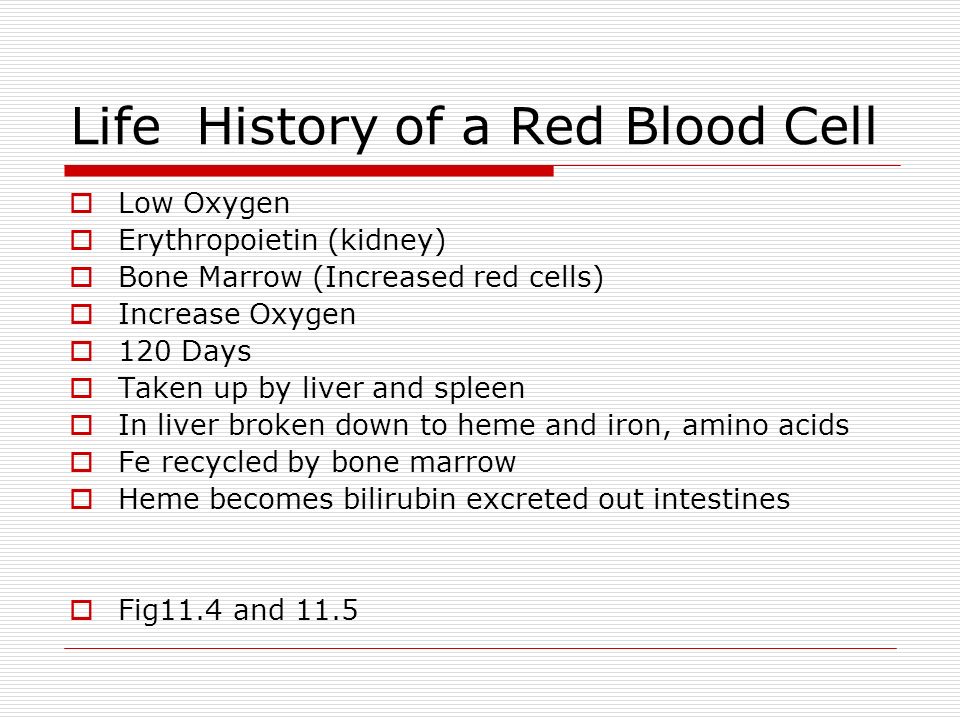 Life History of a Red Blood Cell  Low Oxygen  Erythropoietin (kidney)  Bone Marrow (Increased red cells)  Increase Oxygen  120 Days  Taken up by liver and spleen  In liver broken down to heme and iron, amino acids  Fe recycled by bone marrow  Heme becomes bilirubin excreted out intestines  Fig11.4 and 11.5