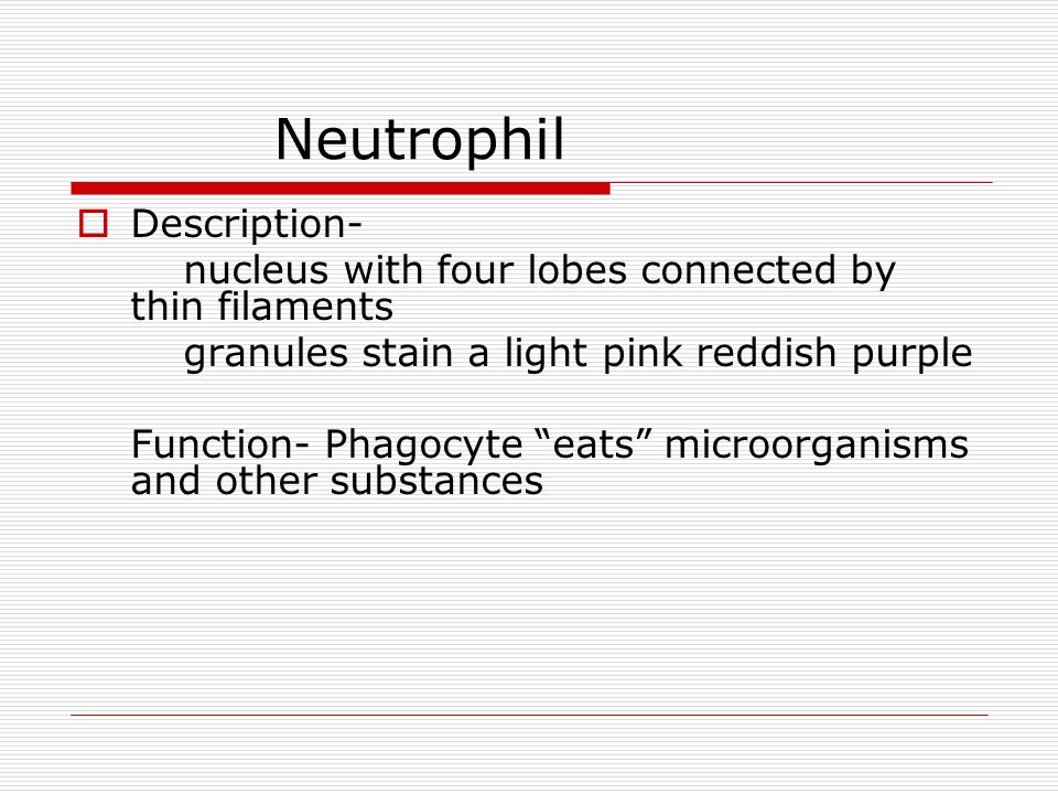 Neutrophil  Description- nucleus with four lobes connected by thin filaments granules stain a light pink reddish purple Function- Phagocyte eats microorganisms and other substances