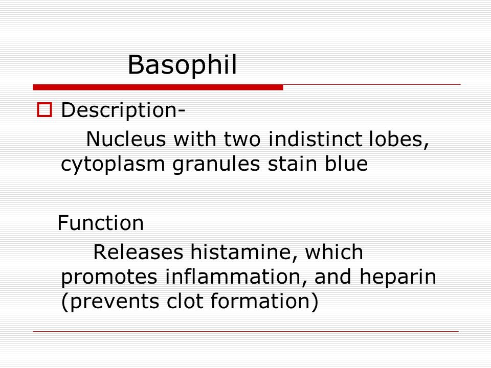 Basophil  Description- Nucleus with two indistinct lobes, cytoplasm granules stain blue Function Releases histamine, which promotes inflammation, and heparin (prevents clot formation)