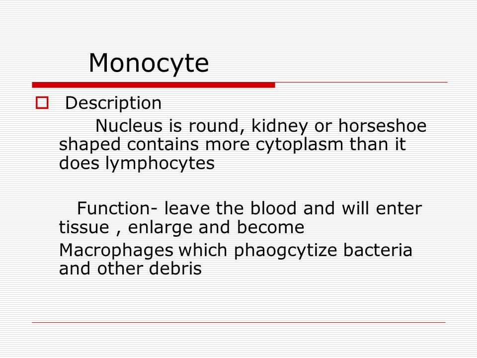 Monocyte  Description Nucleus is round, kidney or horseshoe shaped contains more cytoplasm than it does lymphocytes Function- leave the blood and will enter tissue, enlarge and become Macrophages which phaogcytize bacteria and other debris