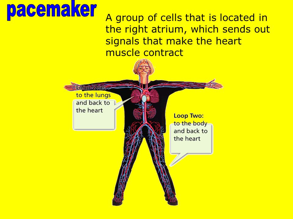 A group of cells that is located in the right atrium, which sends out signals that make the heart muscle contract